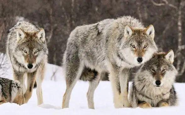 包含德羊入狼群！场面一阵莫测，谁将破后的词条