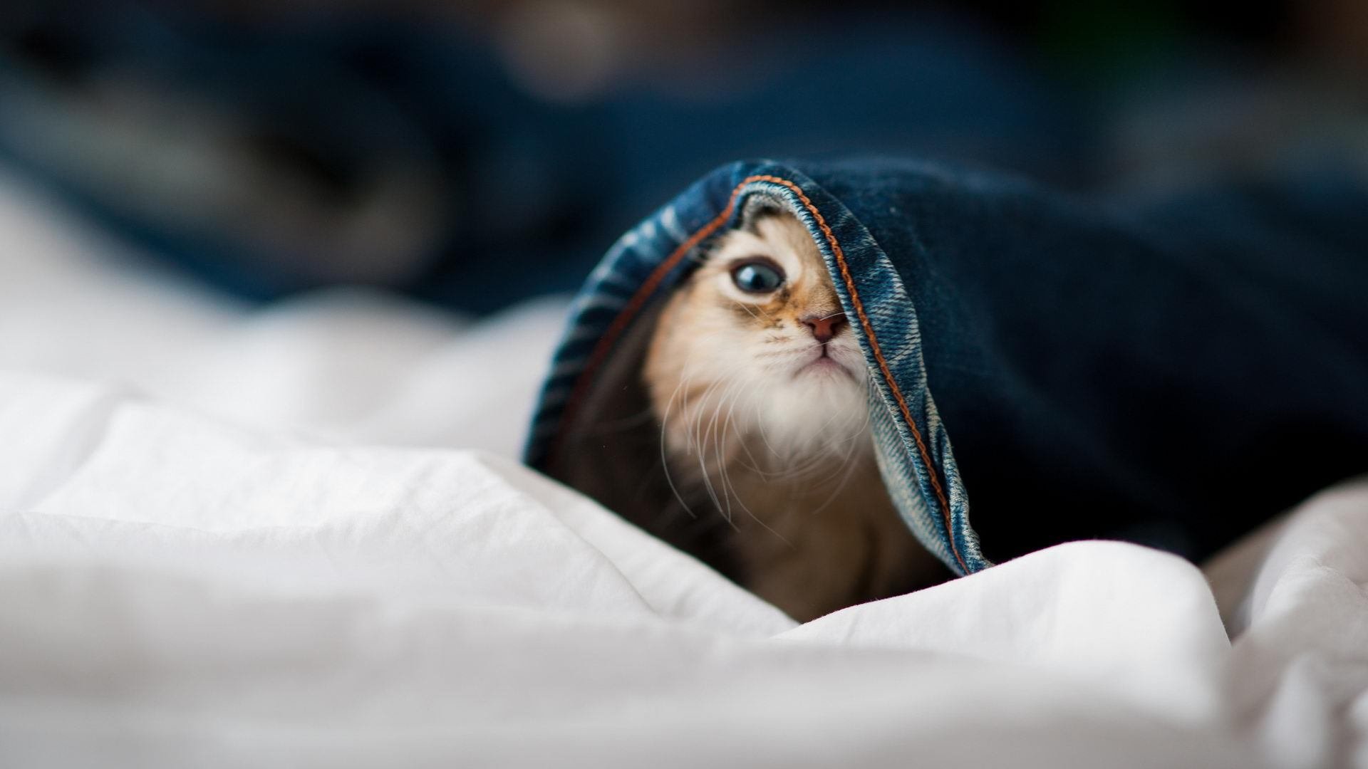 开云体育在线-爱德华兹成为全场焦点，广东队对阵热火的跨洋篮球盛宴