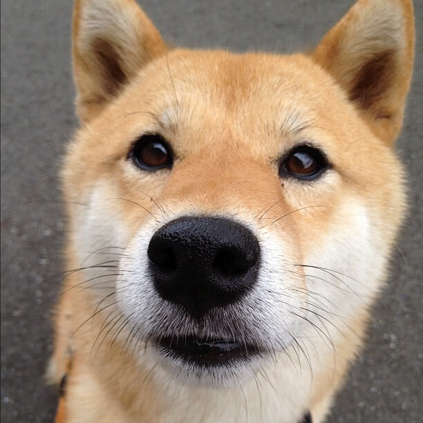 开云体育在线-冷门与关键先生的交响,当厄瓜多尔掀翻比利时,本泽马定义另一种伟大