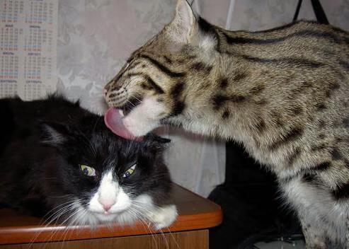 世界排名争夺战焦点战，上海队一波流强势带走独行侠