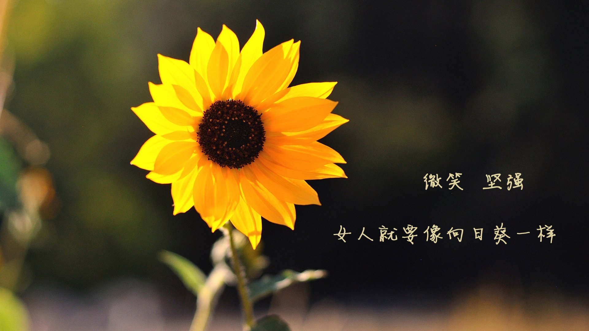 开云下载-伊朗带走罗马，C罗再当关键先生