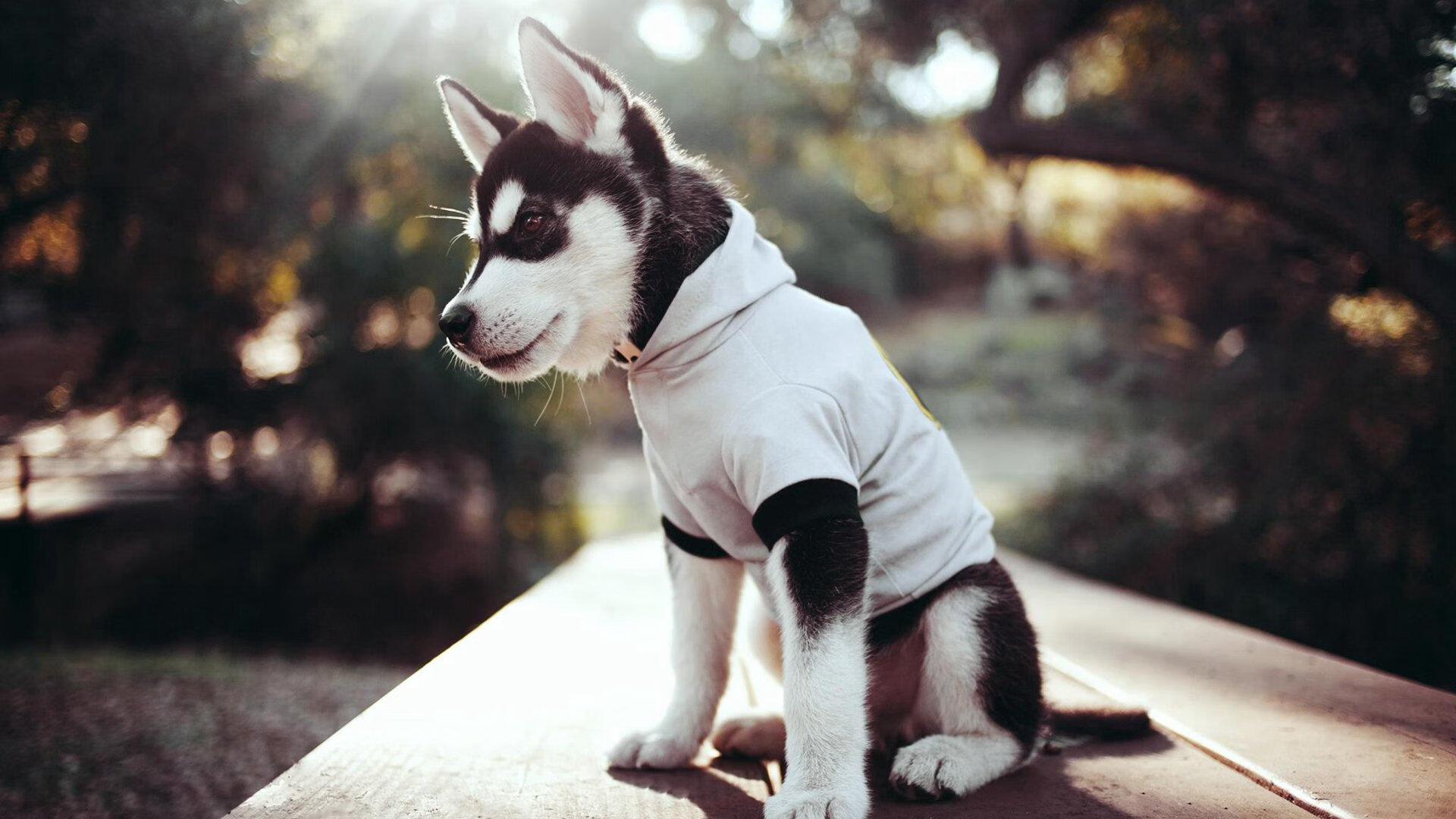 开云体育平台APP-孔德一剑封喉定乾坤，多特蒙德友谊赛轻取南非显实力