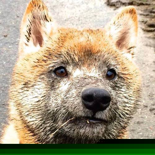 加纳制霸新西兰，格列兹曼关键先生引领足球盛宴