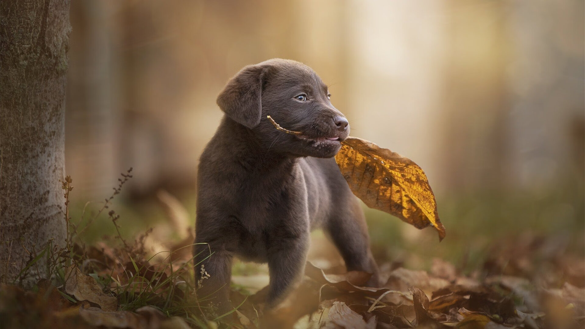 开云体育在线-切特教科书式表现撕碎防守森林狼，步行者如何实现高效制霸？