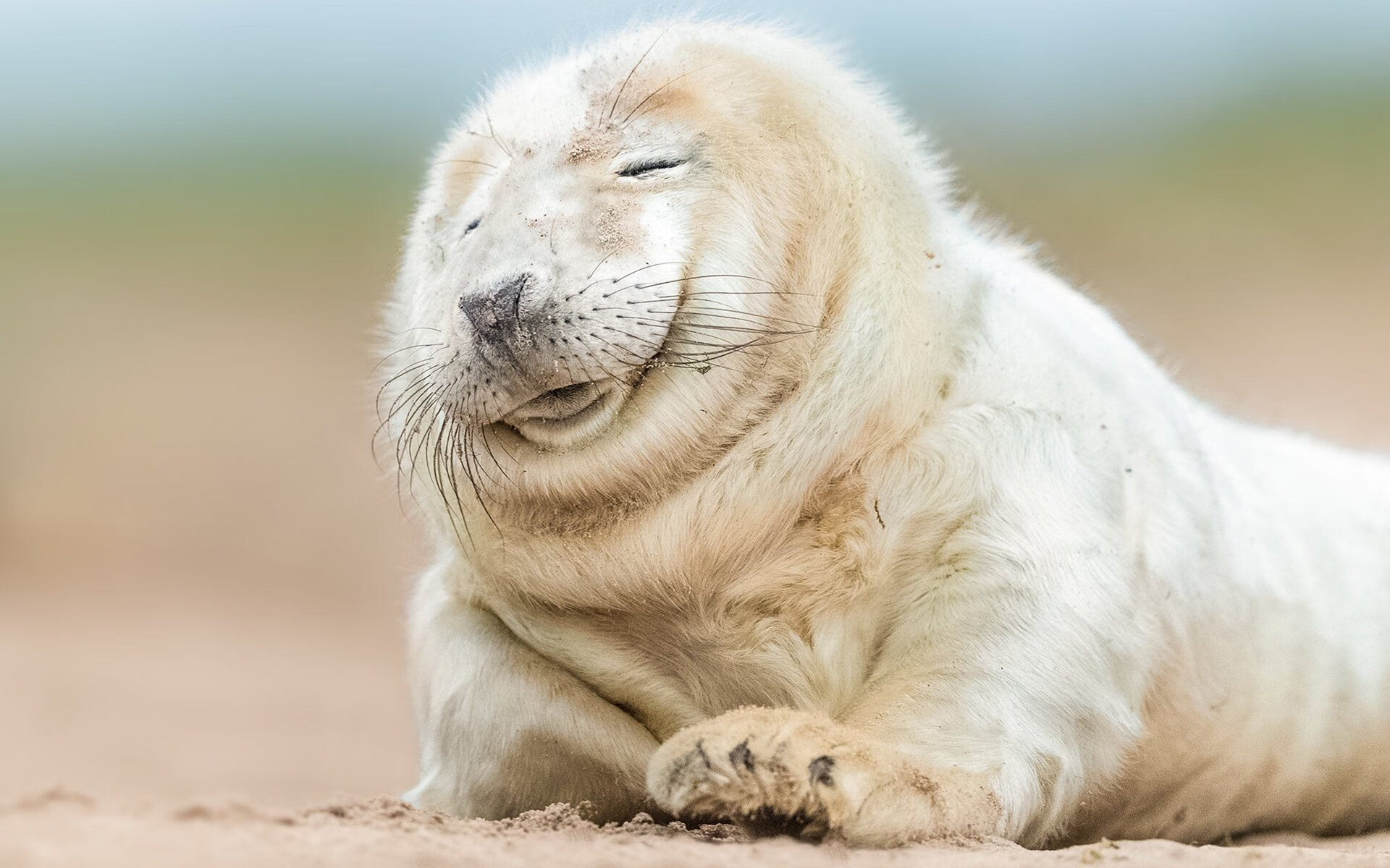 双星闪耀夜，格列兹曼镌刻传奇，土耳其掀翻巨人拜仁