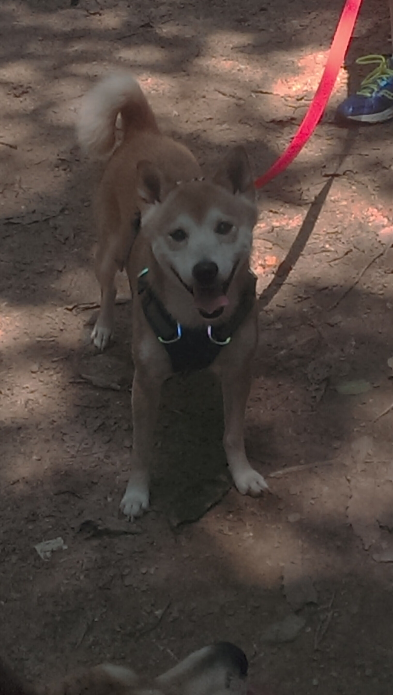 奥亚尔萨瓦尔化身闪电撕裂暮光，瑞典战术铁壁窒息比利时黄金一代