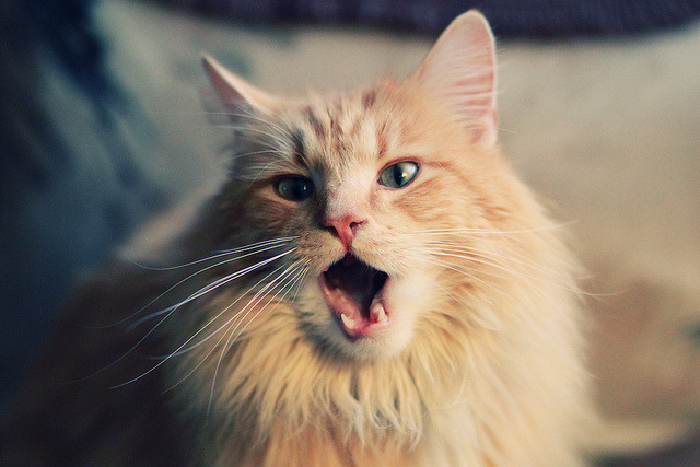 NBA季后赛焦点战，黄蜂队跨界收割广东队，梦幻对决引爆全球篮球热潮