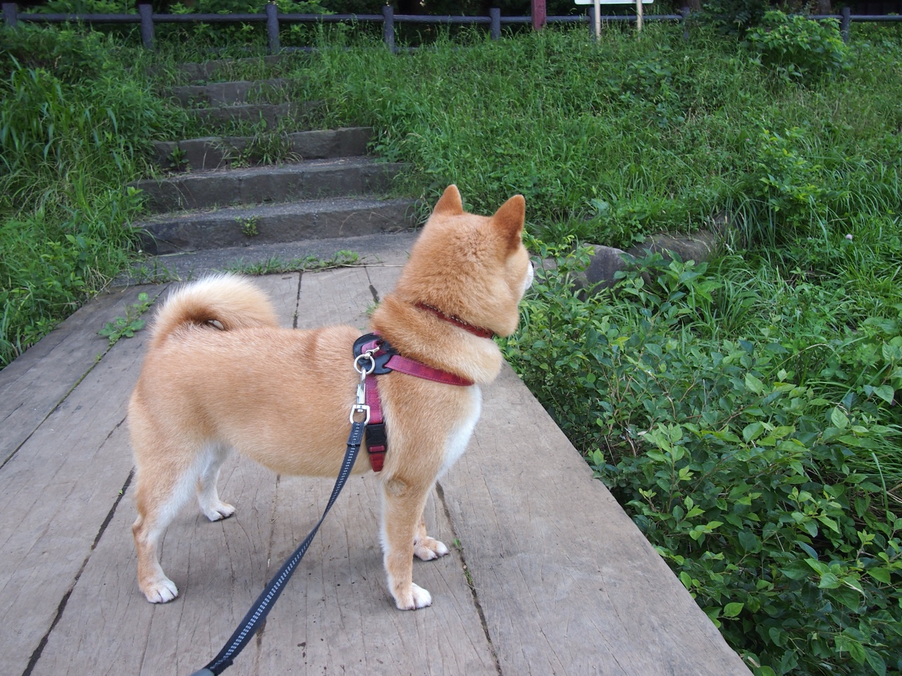 开云体育下载-冰冷数据背后的炽热救赎，范弗利特在纽约的涅槃之战