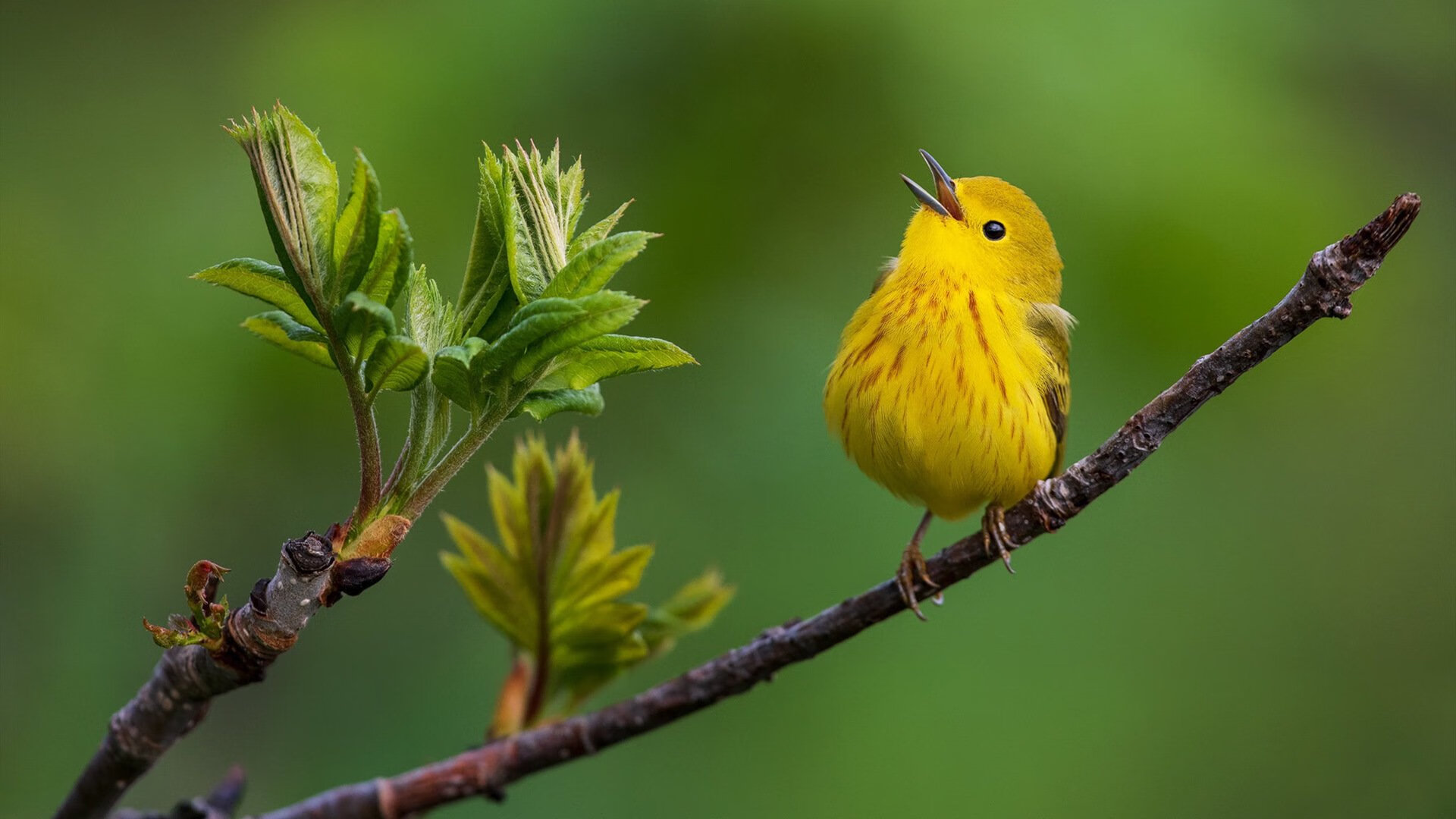 开云体育中国-F1年度争冠之夜，帕尔默的攻防转换核心