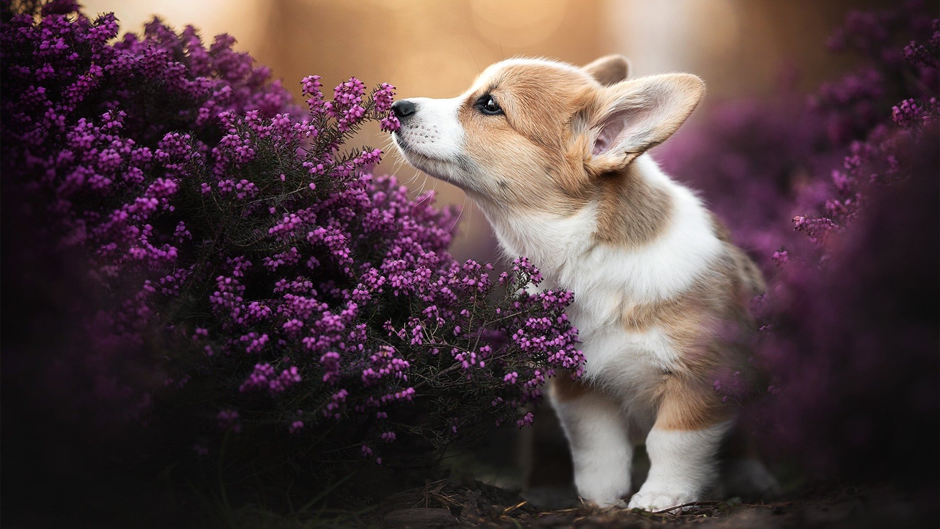 塔图姆刷新得分纪录之夜,独行侠强势拿下步行者展现冠军相