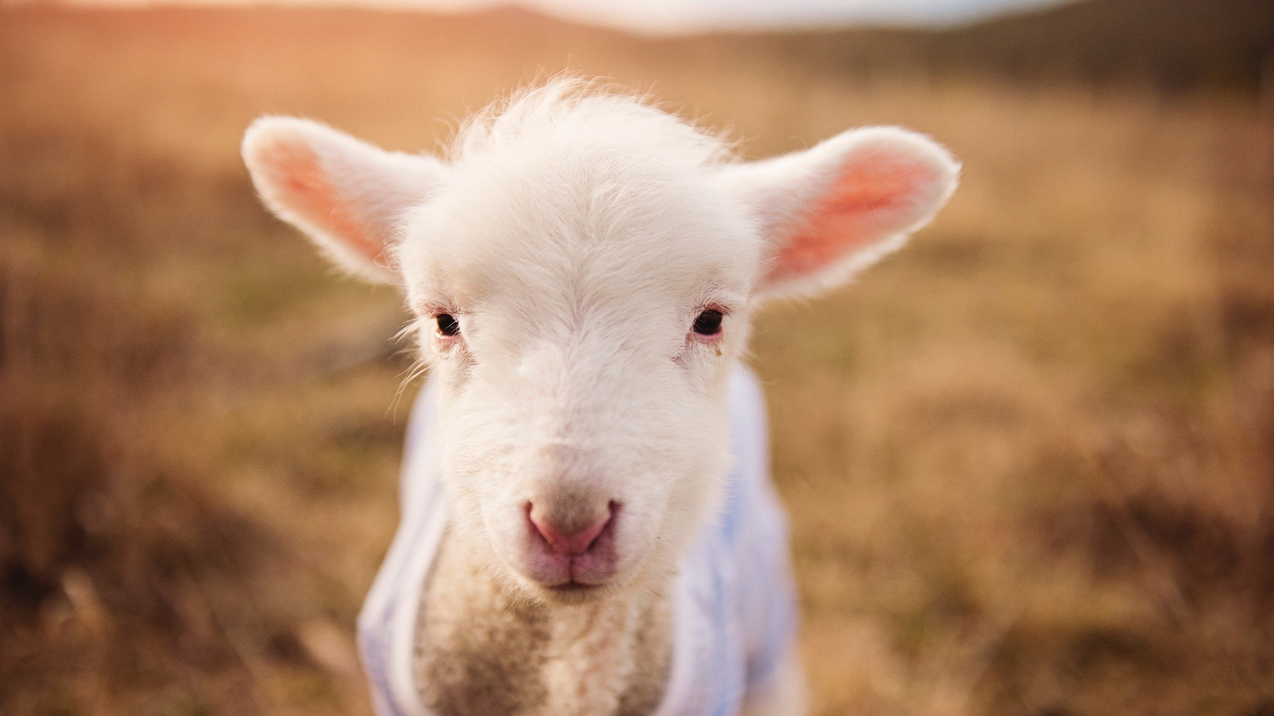 有一种胜利,从不喧嚣,静默领袖如何接管比赛